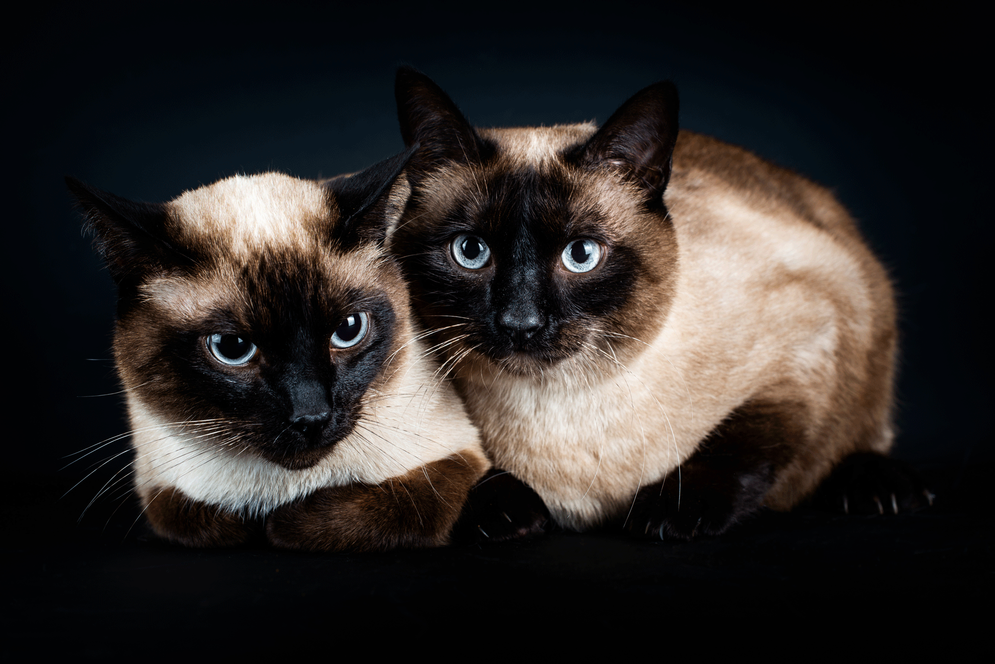 Animal domestique, Chat studio, photo chat