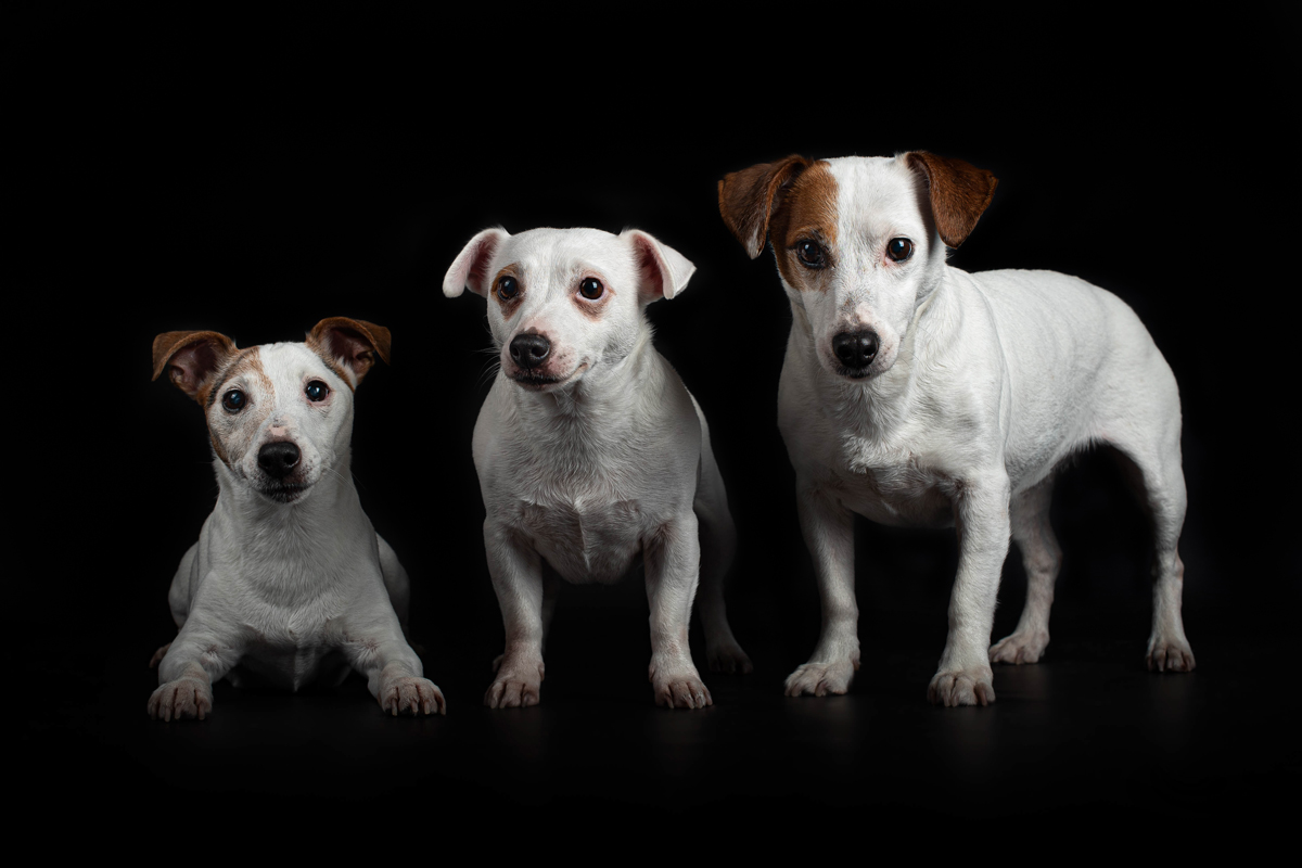 Animal domestique, Chien studio, photo chien