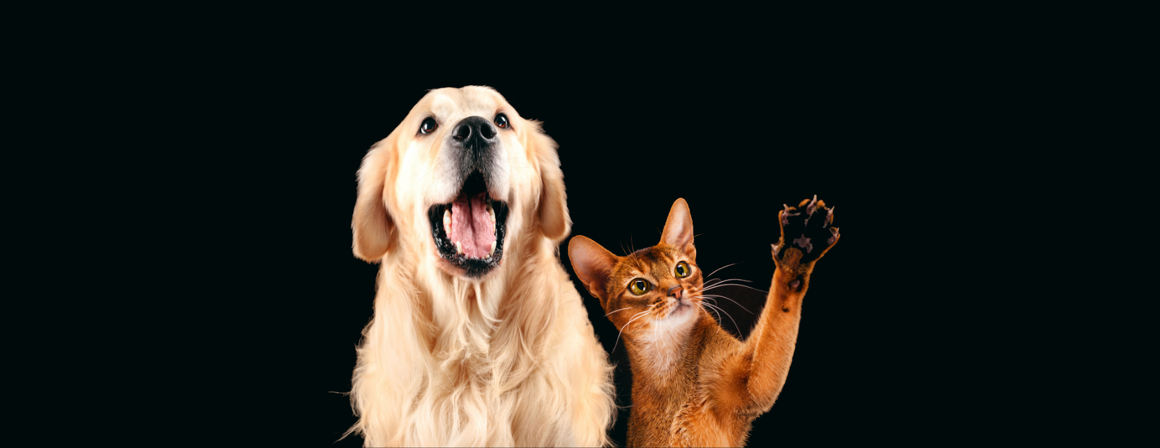 Animal domestique, Chien studio, photo chien, Chat studio, photo chat